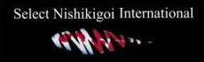 Select Nishikigoi International