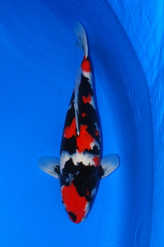 Showa 52 cm Female